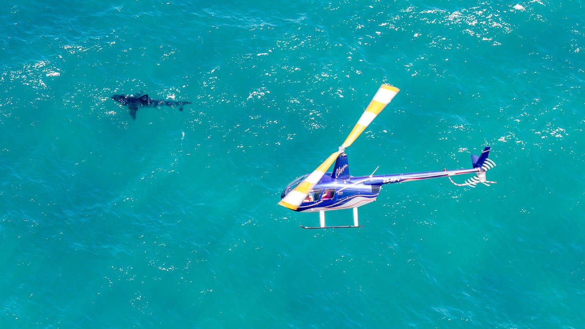 Great White Sharks Helicopter Flight